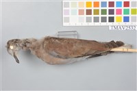 藏品(紅鳩)的圖片